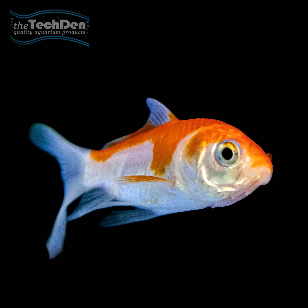 Comet 12cm Large - (No Online Purchases)