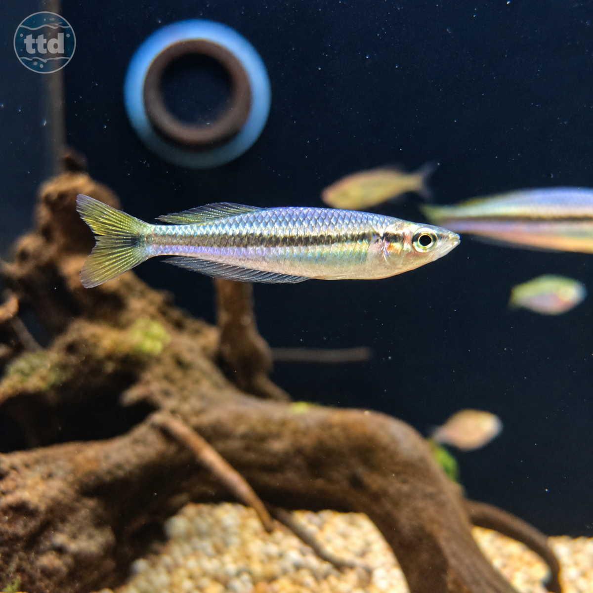 Black Banded Rainbow - (No Online Purchases)