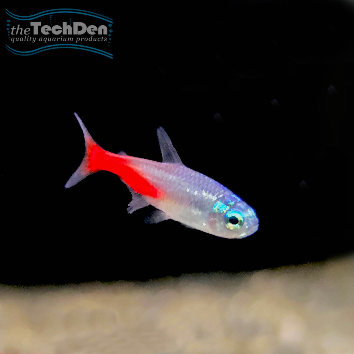 Diamond Head Neon Tetra - (No Online Purchases)