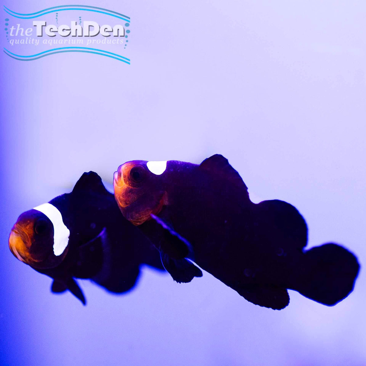 Domino Clownfish - Aquacultured - (No Online Purchases)