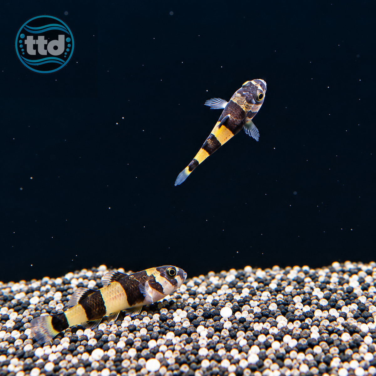 Bumble Bee Goby -(No Online Purchases)