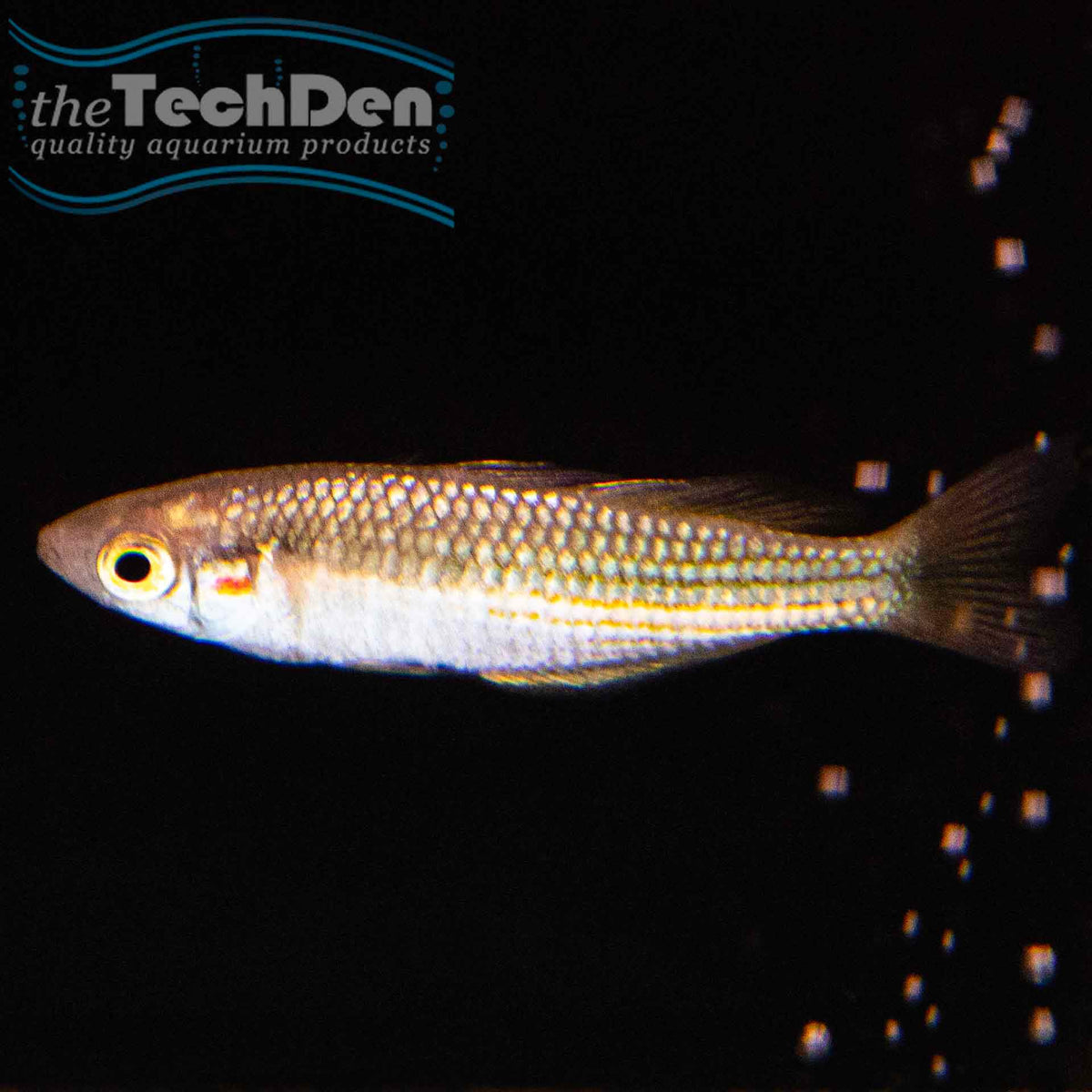 Duboulayi Rainbow - Gin Gin Creek (Blue) - (No Online Purchases)