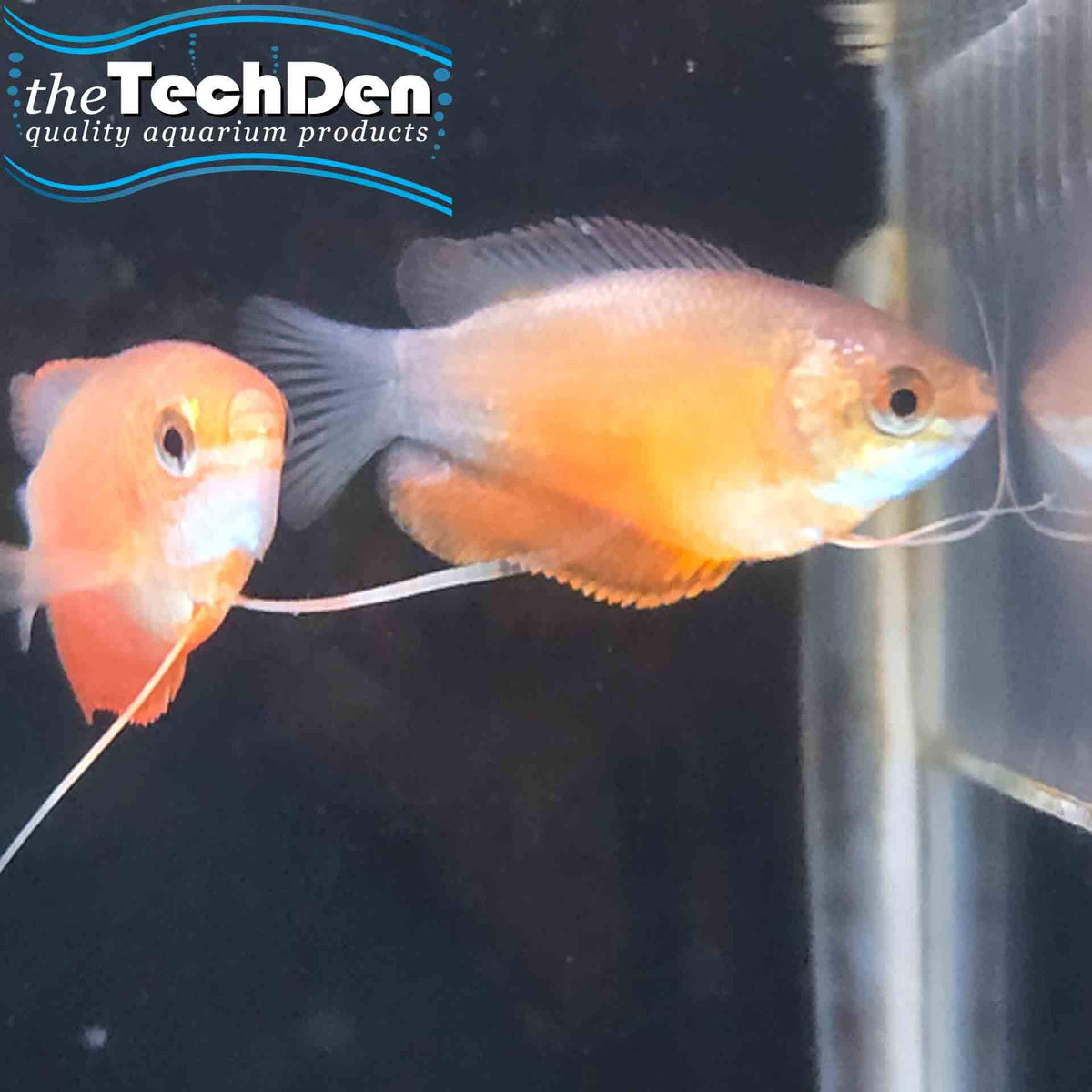 Red Honey Dwarf Gourami - (No Online Purchases)