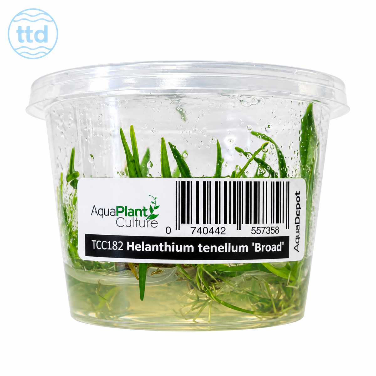 AquaDepot Helanthium Tenellum "broad" - Live Plant - Tissue Culture