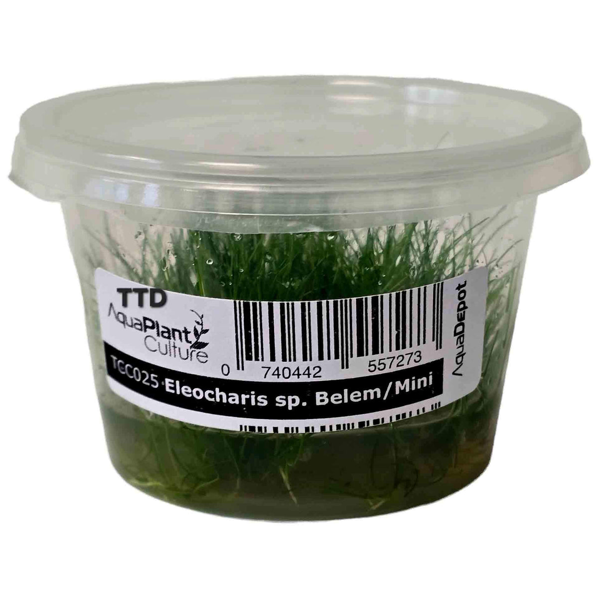AquaDepot Eleocharis sp. Belem/Mini Hairgrass - Live Plant - Tissue Culture