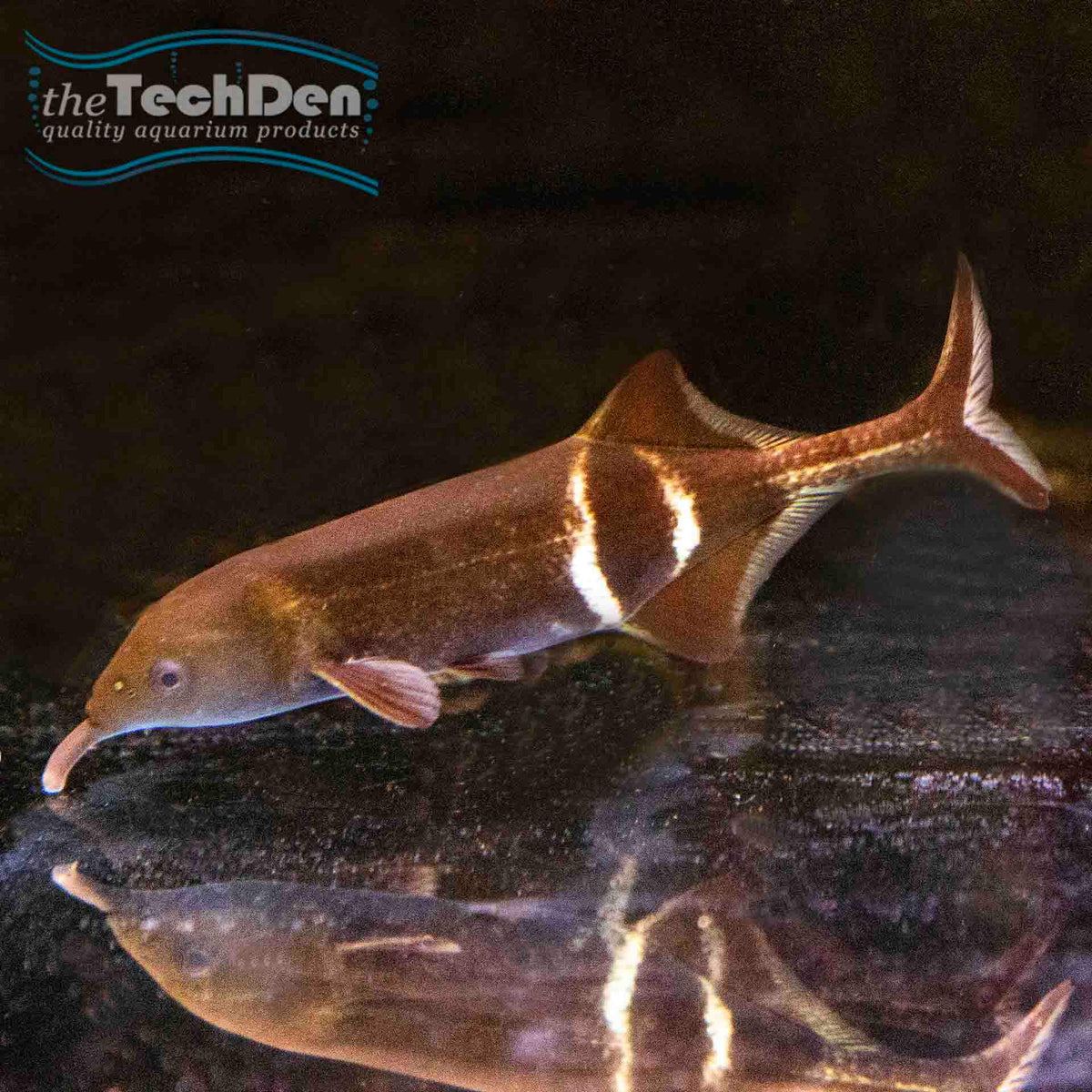 Elephant Nose (No Online Purchases)