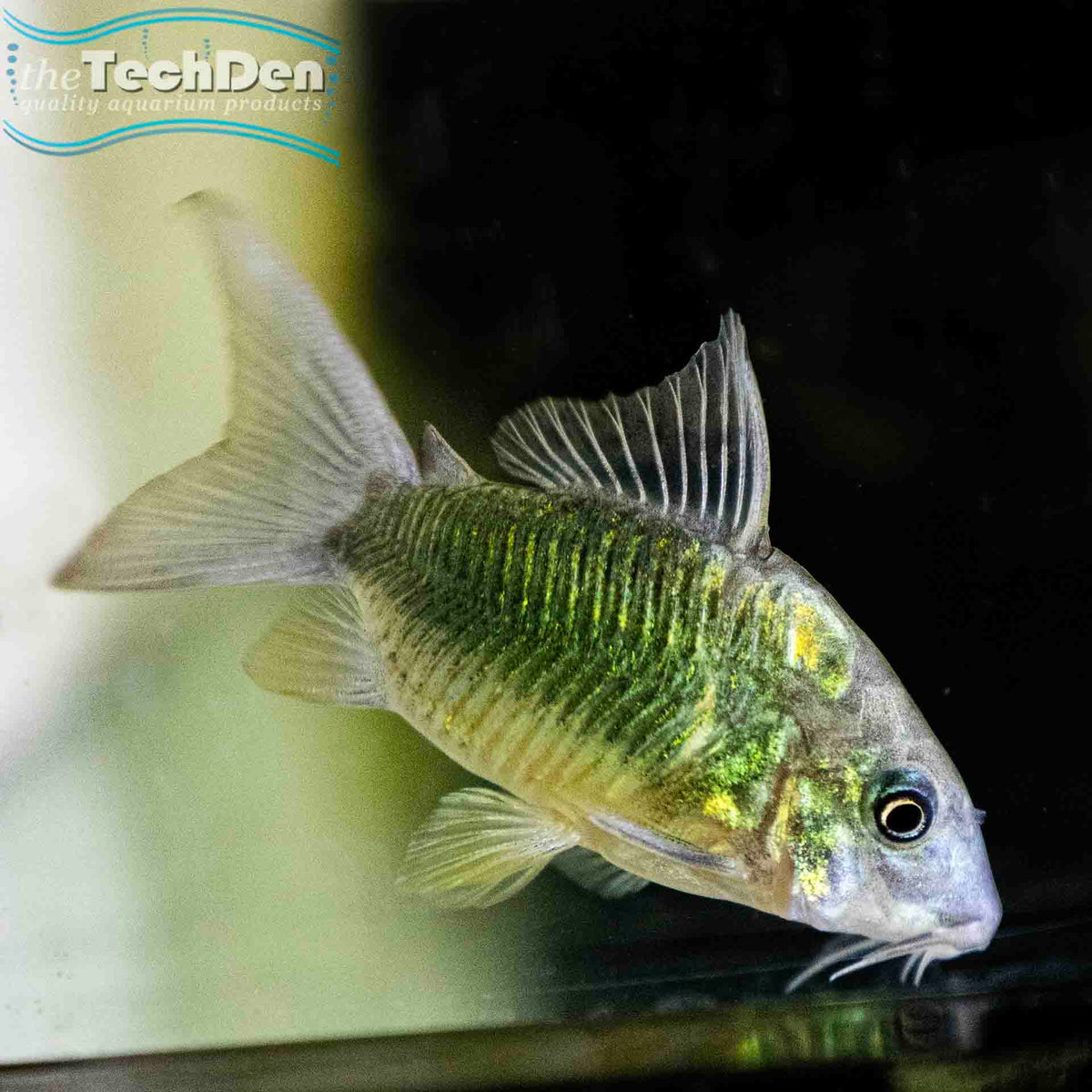 Emerald Catfish Corydoras (Brochis splendens) - (No Online Purchases)