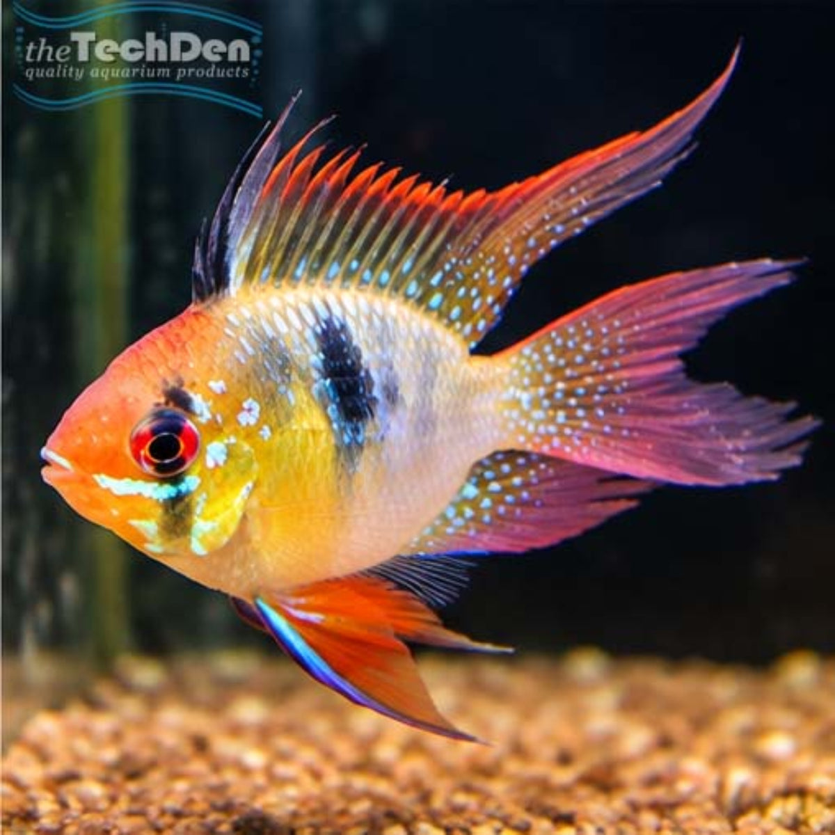 Longfin Balloon Blue Ram - (No Online Purchases)
