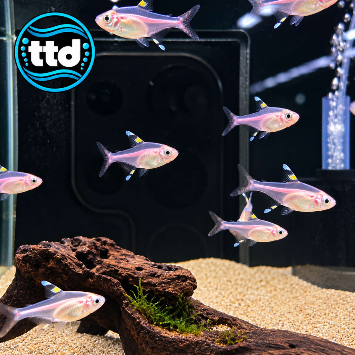 Gold Pristella Tetra - (No Online Purchases)