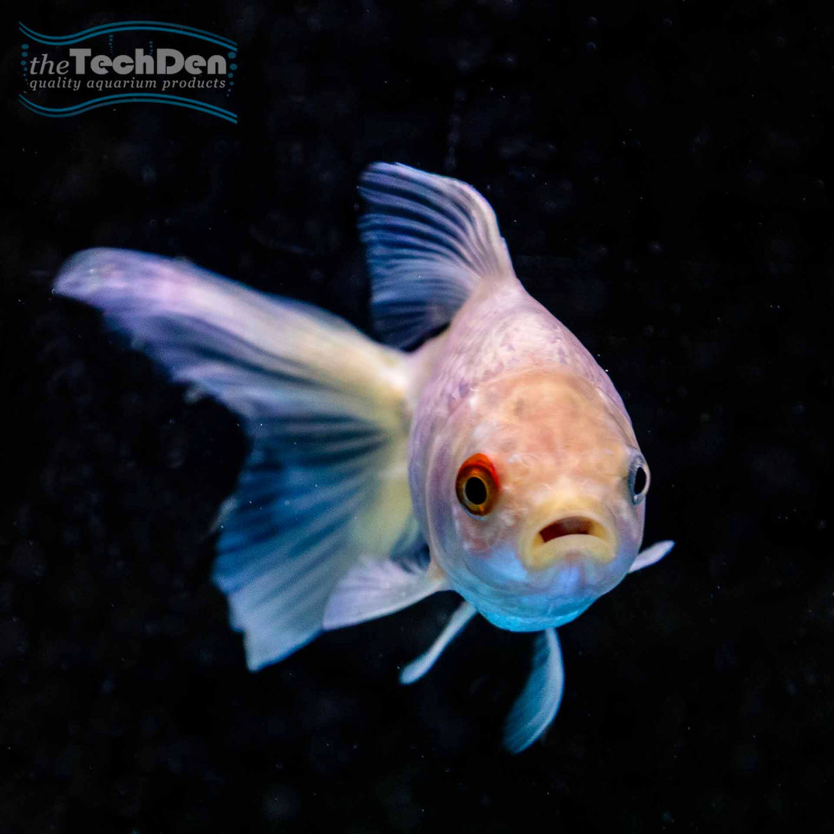Fantail Goldfish 12cm - (No Online Purchases)