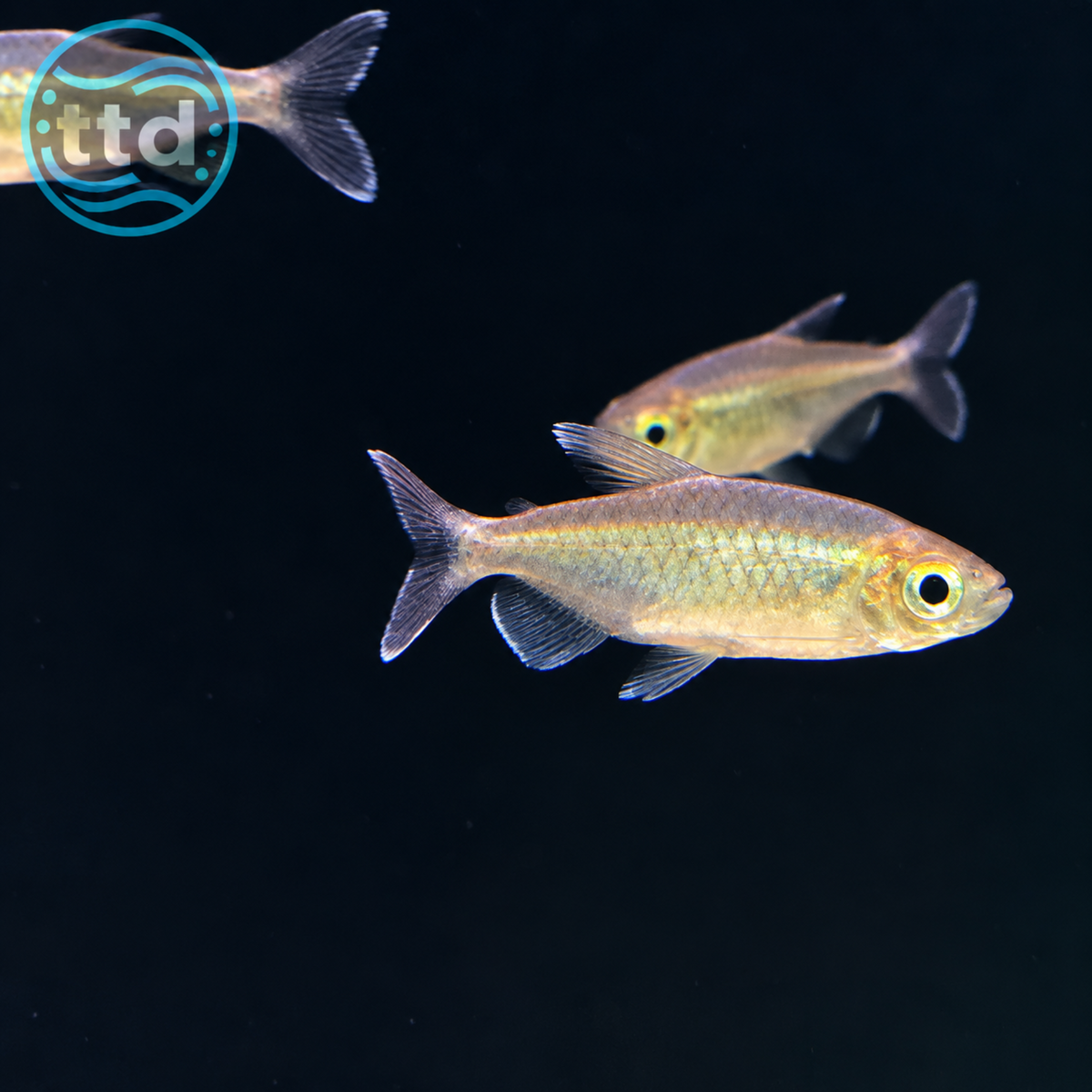 Congo Tetra - (No Online Purchases)