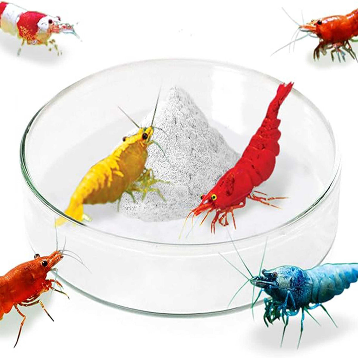 Glass Shrimp Feeding Dish - 65mm
