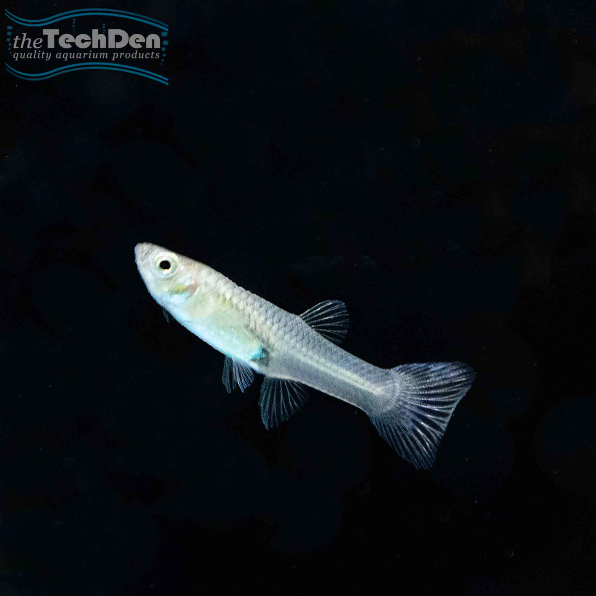 Assorted Guppys Female - (No Online Purchases)