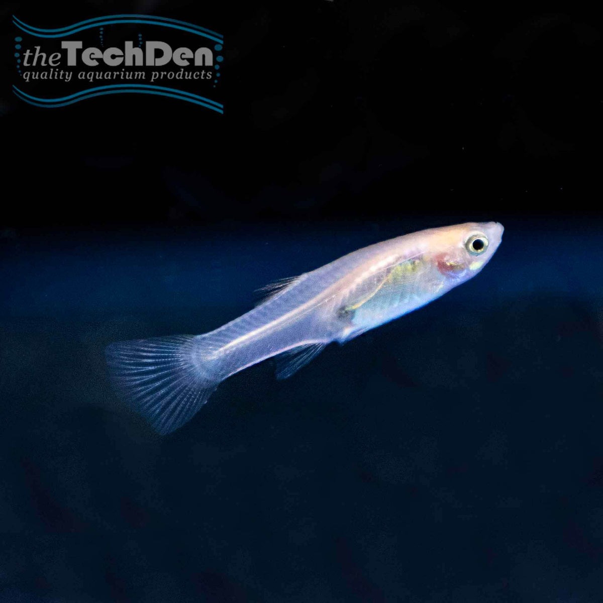 Assorted Guppys Female - (No Online Purchases)