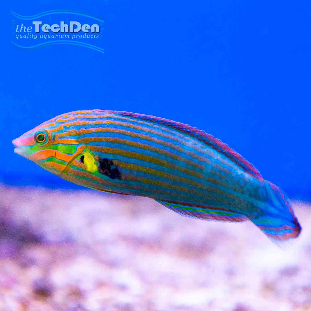 Green Lunar Wrasse - Thalassoma Lunare - (No Online Purchases)