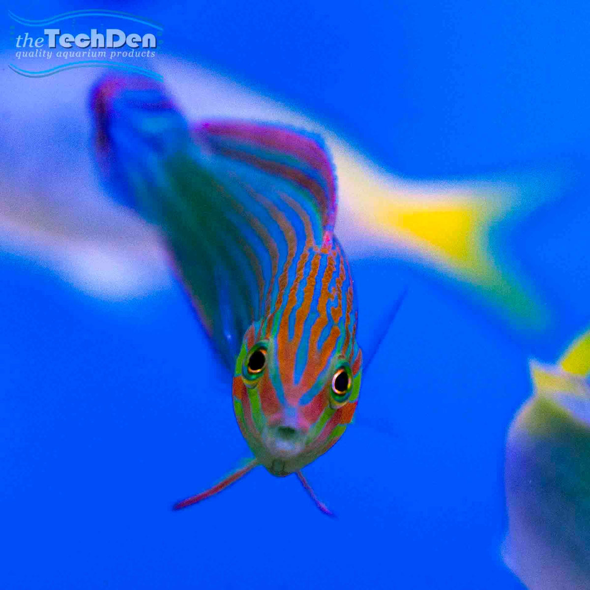 Green Lunar Wrasse - Thalassoma Lunare - (No Online Purchases)
