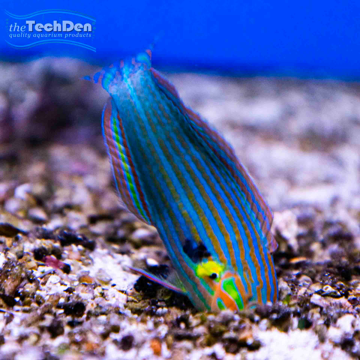 Green Lunar Wrasse - Thalassoma Lunare - (No Online Purchases)