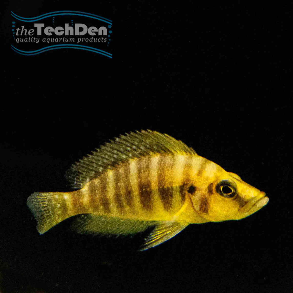 Gold Comp. Cichlid (Altolamprologus Compressiceps) - (No Online Purchases)