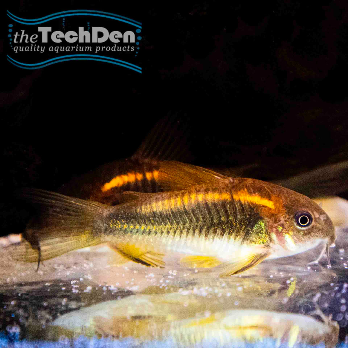 Gold Laser Corydora (No Online Purchases)