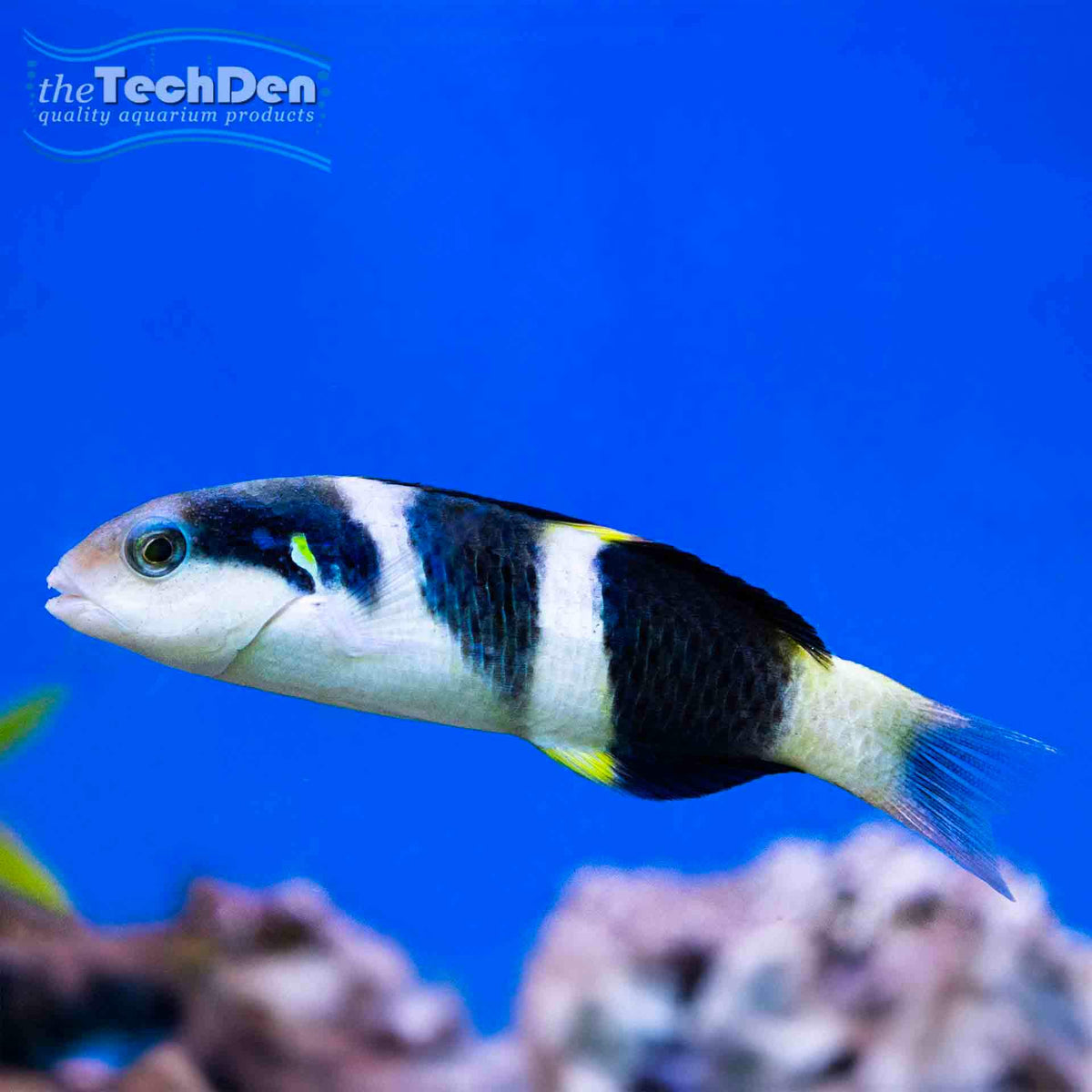 Jansens Wrasse (Thalasoma jansenii) - (No Online Purchases)