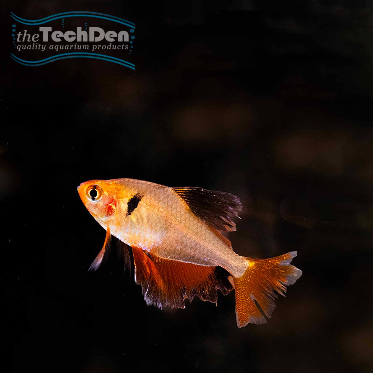 Longfin Serpae Tetra - (No Online Purchases)