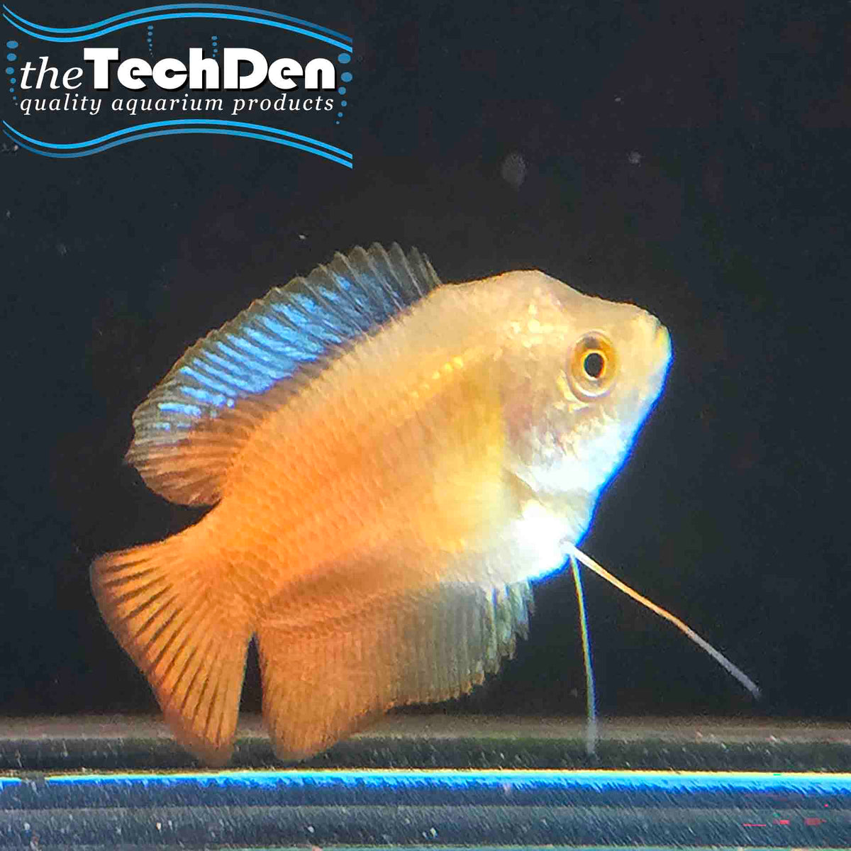 Male Flame Dwarf Gourami - (No Online Purchases)