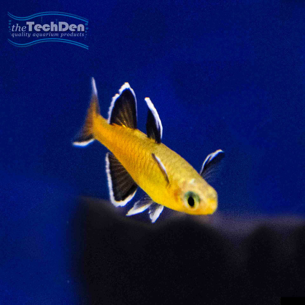 Honey Blue Eyes (Pseudomugil mellis) - (No Online Purchases)