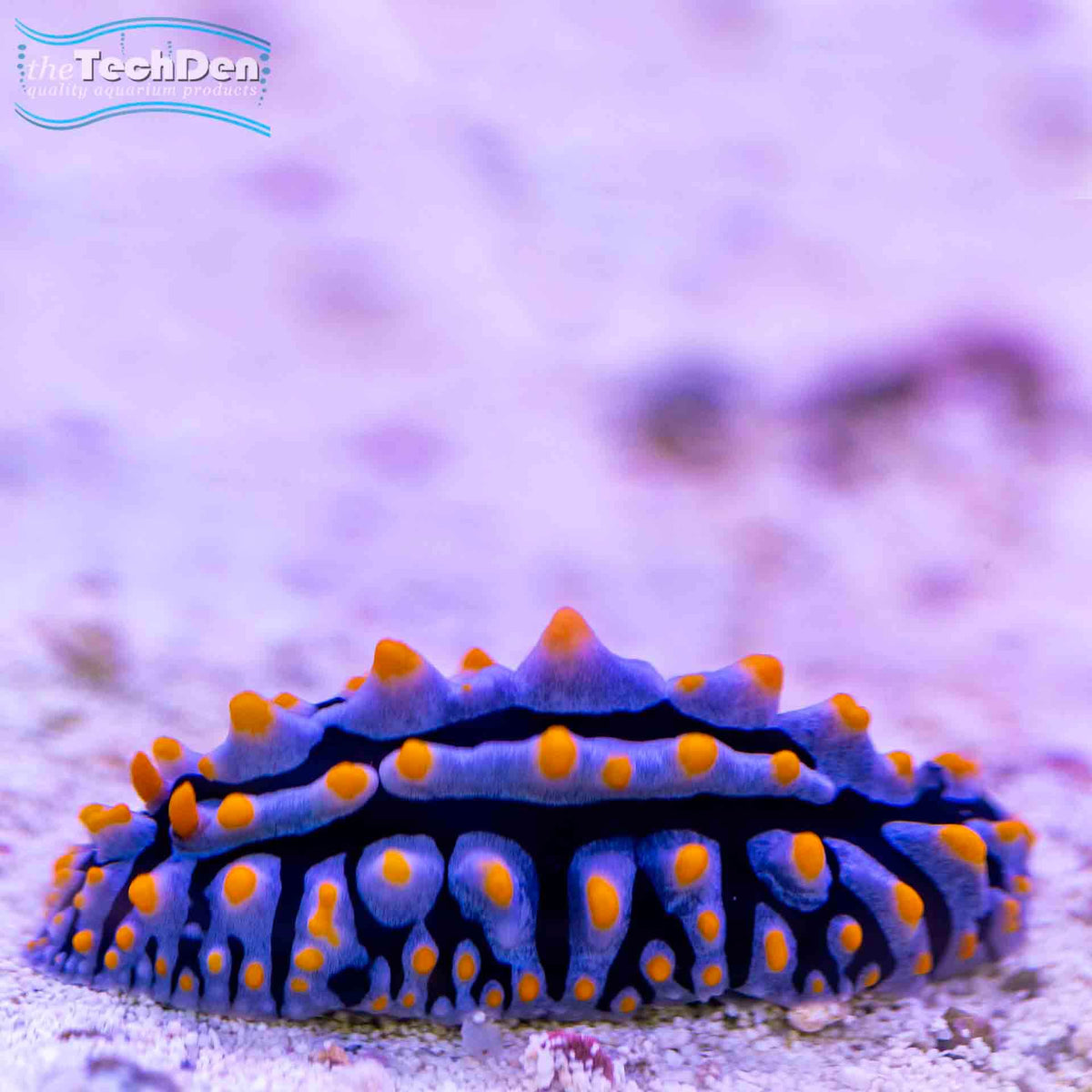 Assorted Nudibranch - (No Online Purchases)