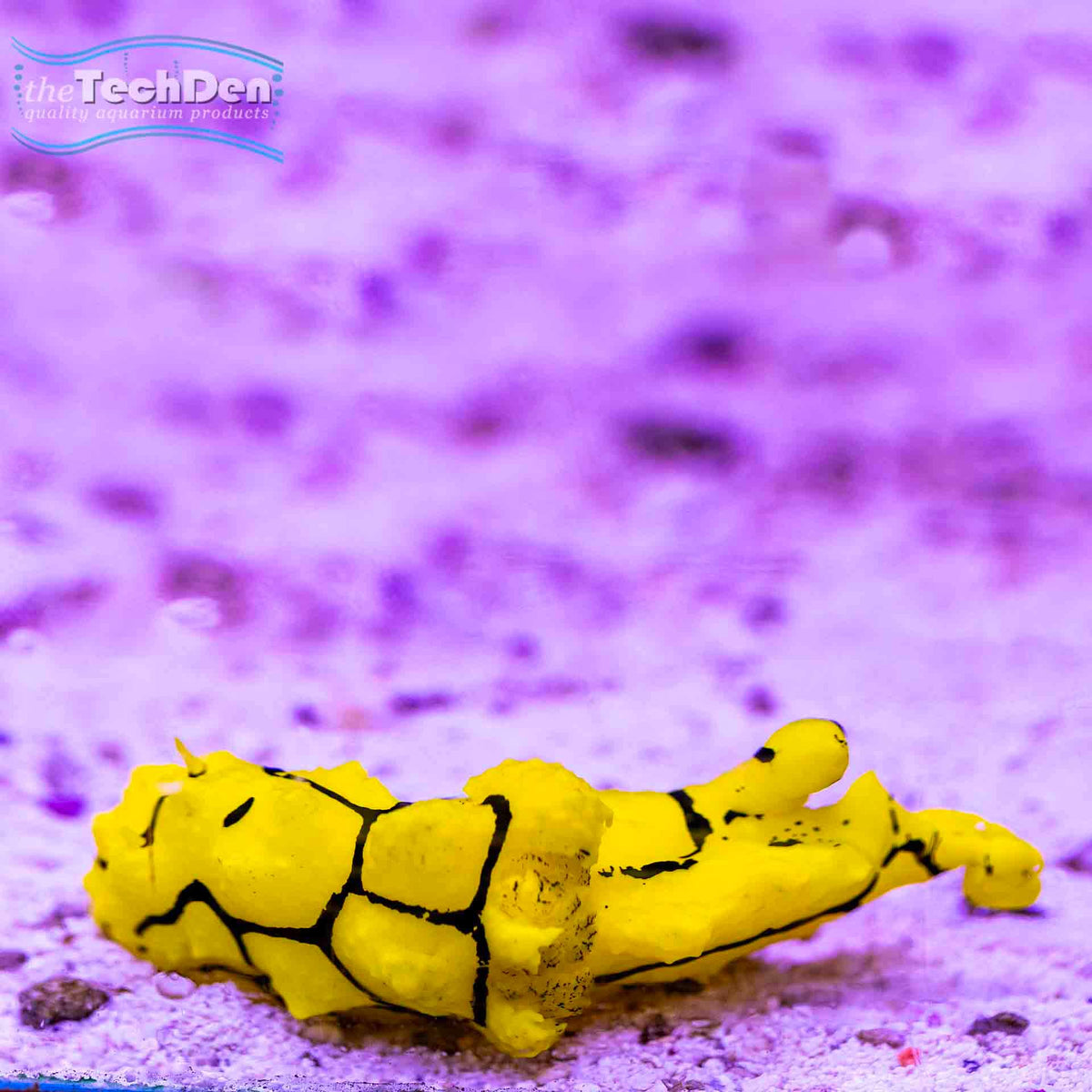 Assorted Nudibranch - (No Online Purchases)