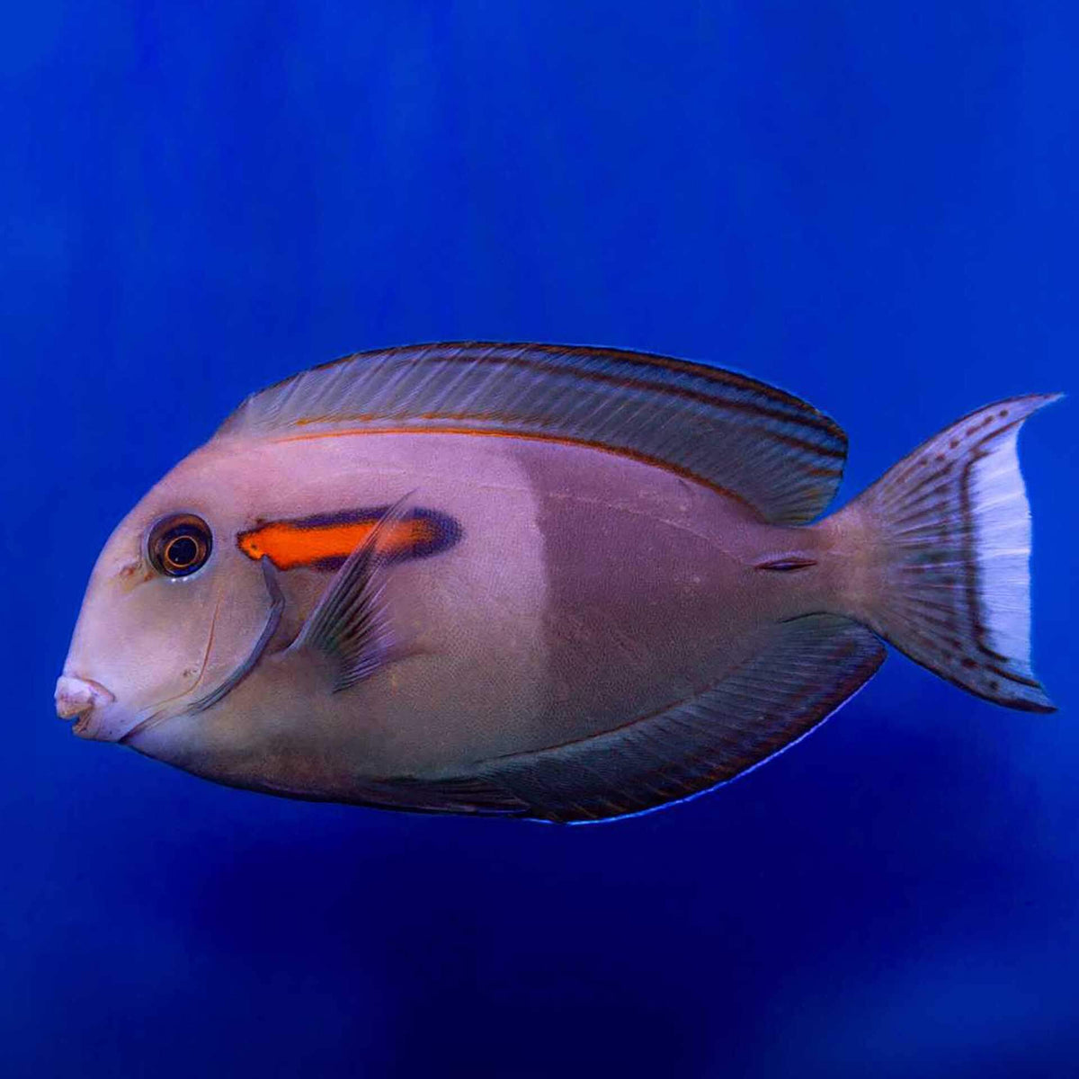 Orange Shoulder Tang - (No Online Purchases)