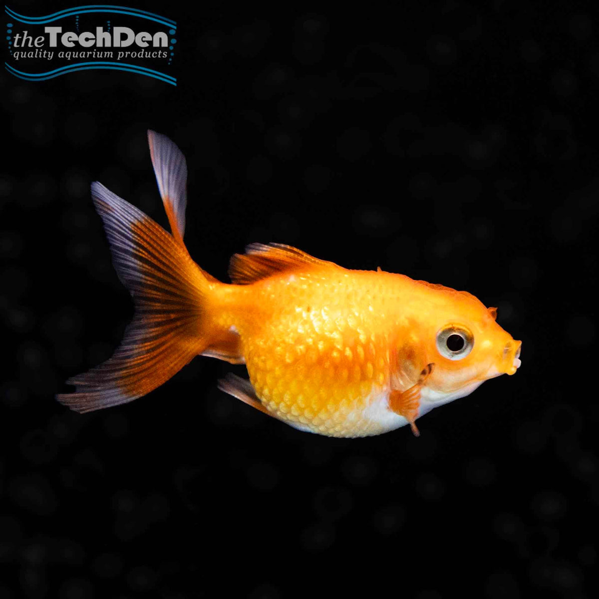 Pearl Scale Goldfish - (No Online Purchases)