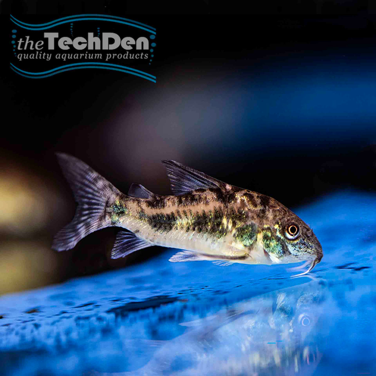 Peppered Corydoras (No Online Purchases)