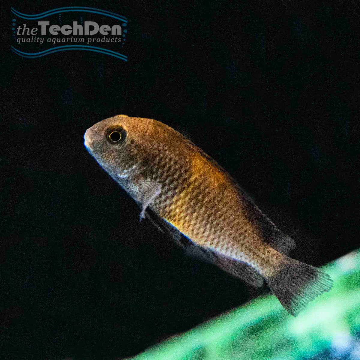 Red Bemba Tropheus - (No Online Purchases)