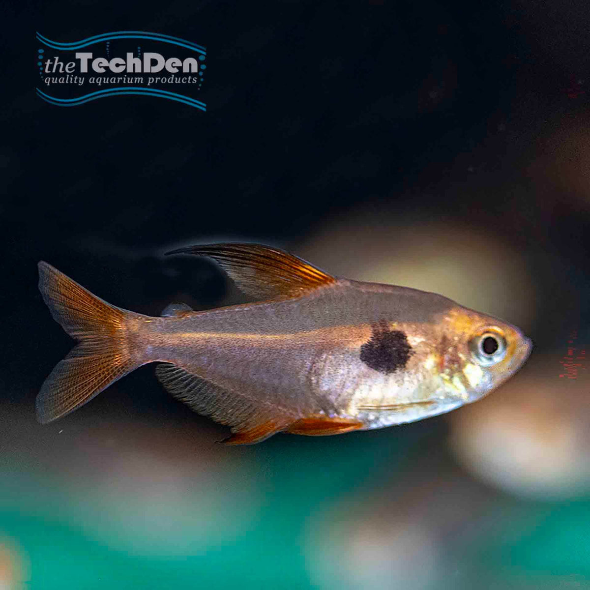 Red Phantom Tetra - (No Online Purchases)