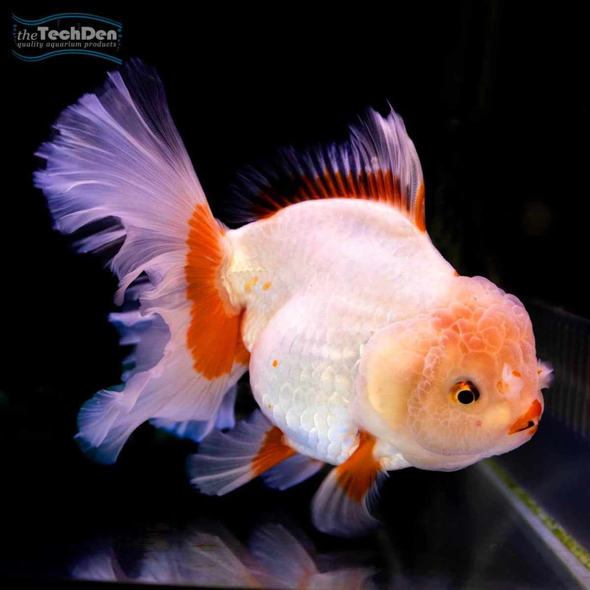 Assorted Oranda Large - (No Online Purchases)
