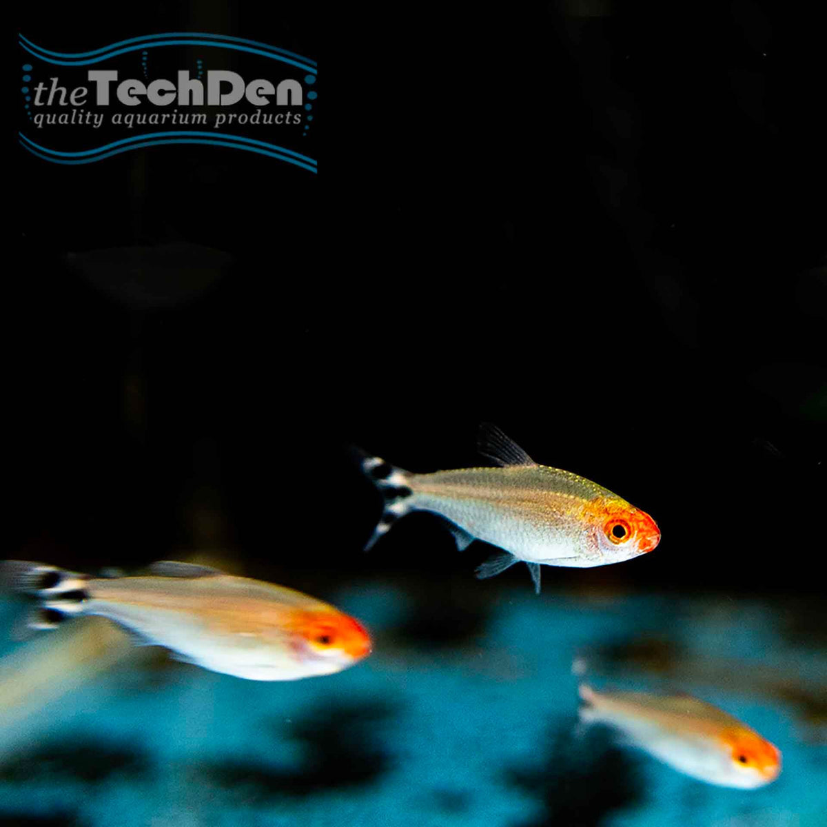Rummy Nose Tetra - (No Online Purchases)