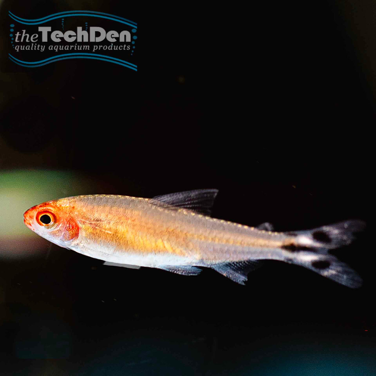 Rummy Nose Tetra - (No Online Purchases)