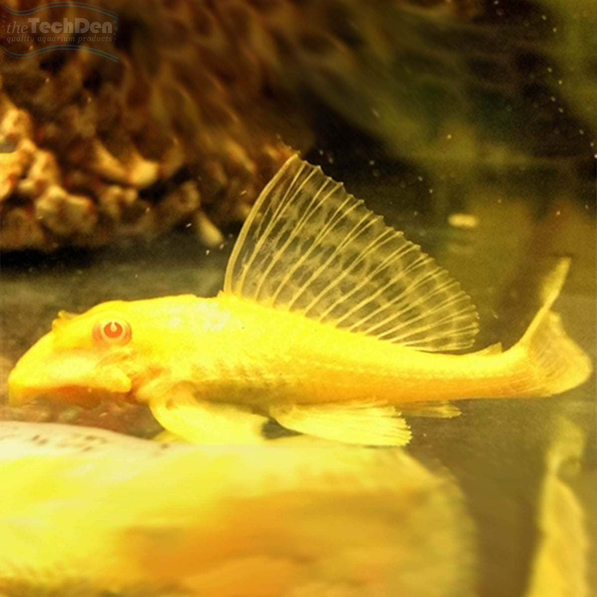 Albino Sailfin Pleco - Gibbiceps Catfish (No Online Purchases)