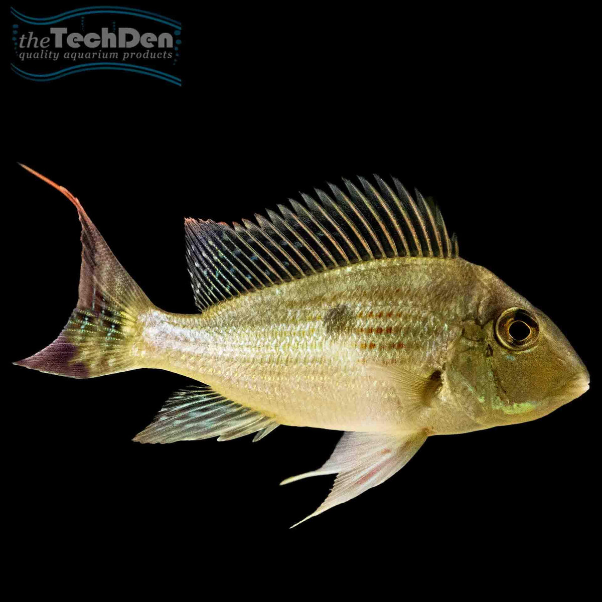 Geophagus sveni- (No Online Purchases)