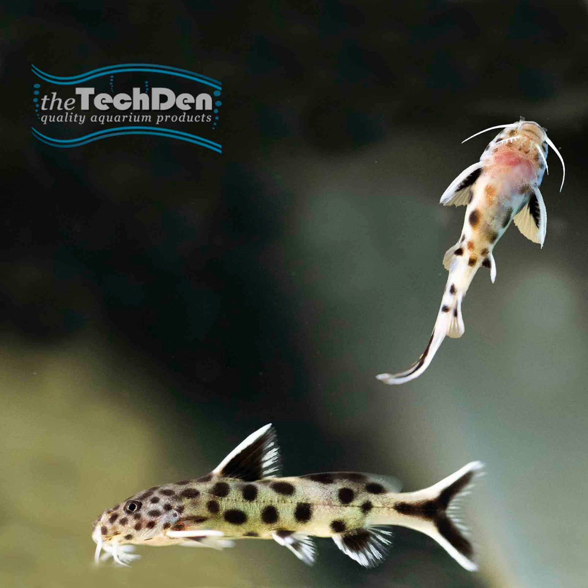 Synodontis Petricola Small 3cm - (No Online Purchases)