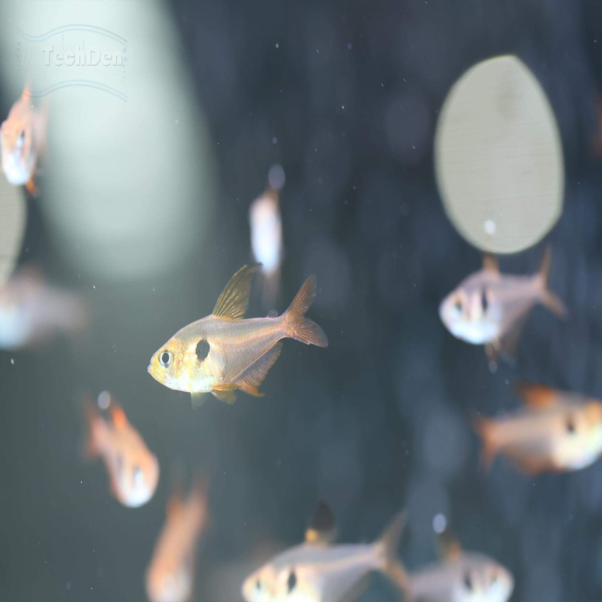 Red Phantom Tetra - (No Online Purchases)