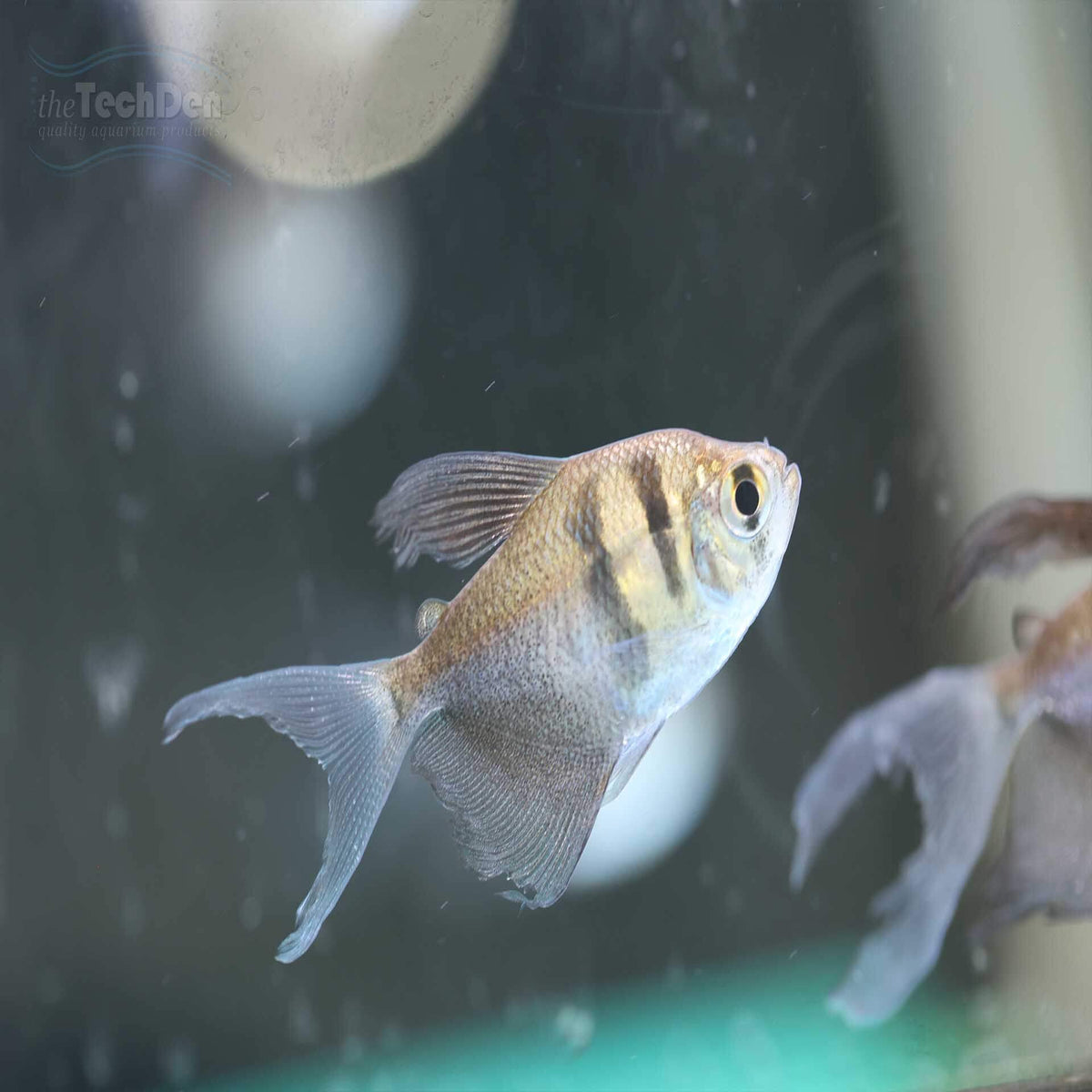 Longfin Black Widow Tetra - (No Online Purchases)