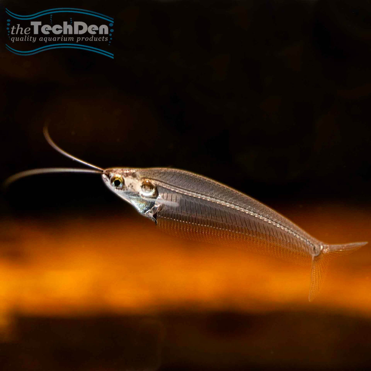 Thai Glass Catfish - (No Online Purchases)