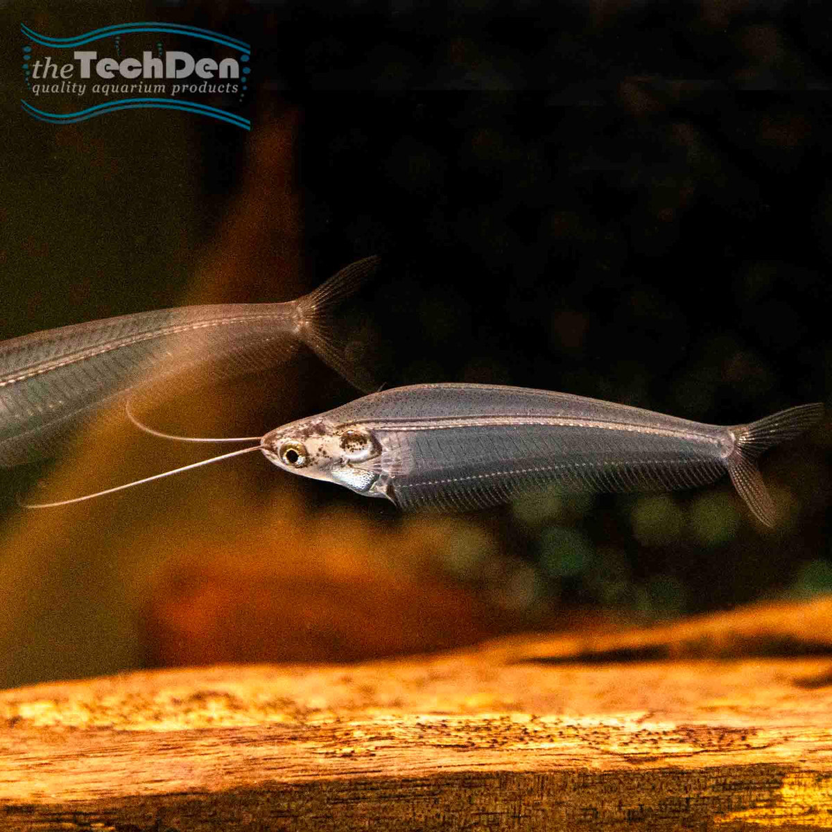 Thai Glass Catfish - (No Online Purchases)