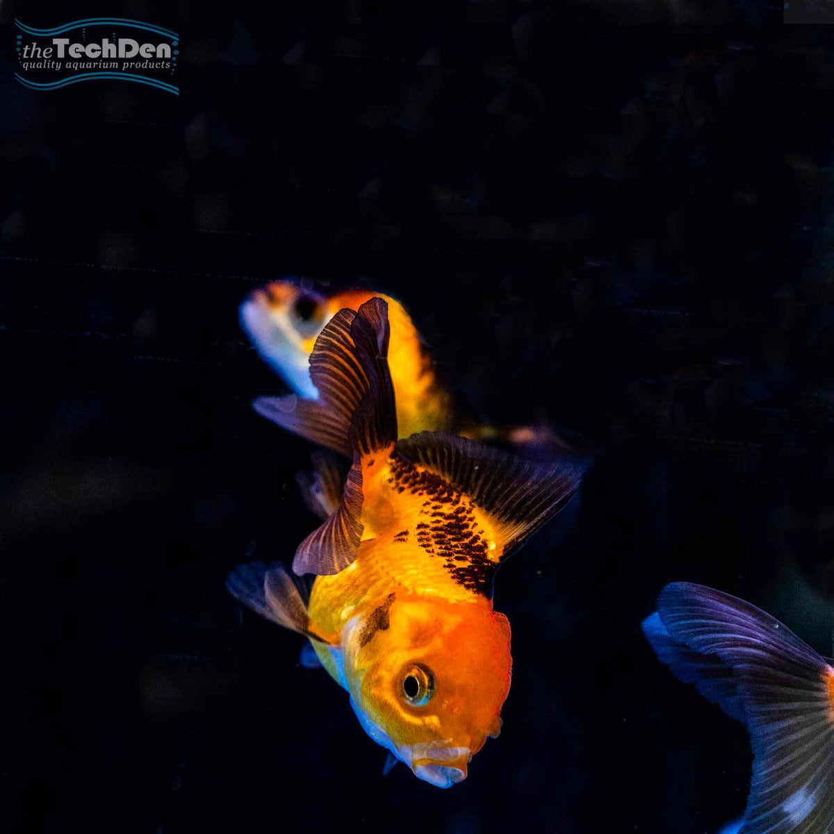 Tricolour Oranda Small - (No Online Purchases)