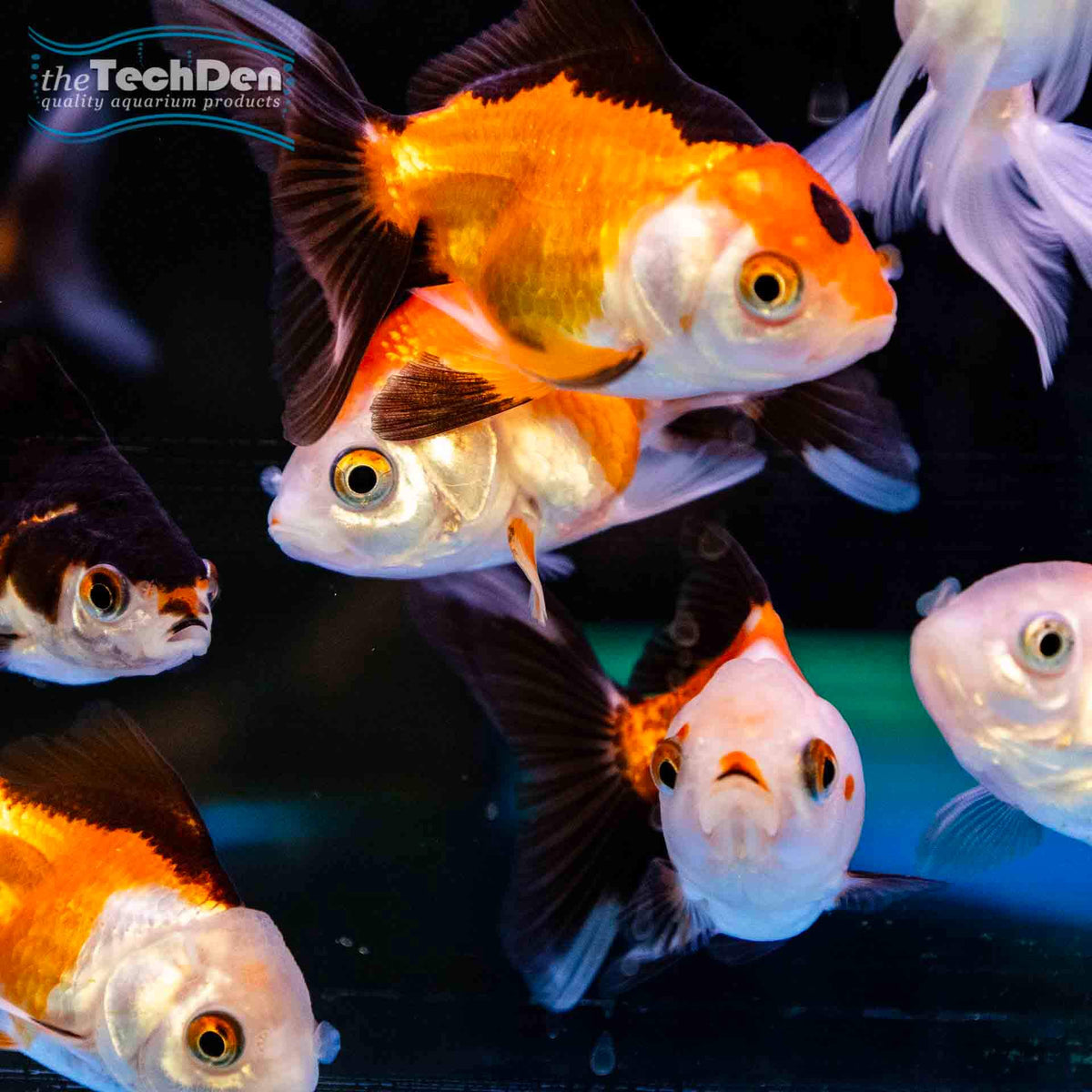 Tricolour Oranda Small - (No Online Purchases)