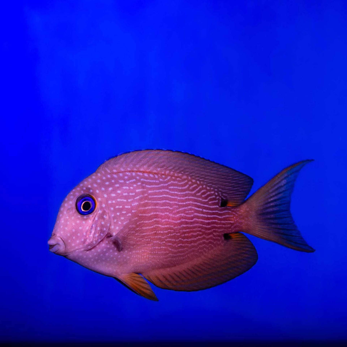 Twospot Bristletooth Tang - (No Online Purchases)