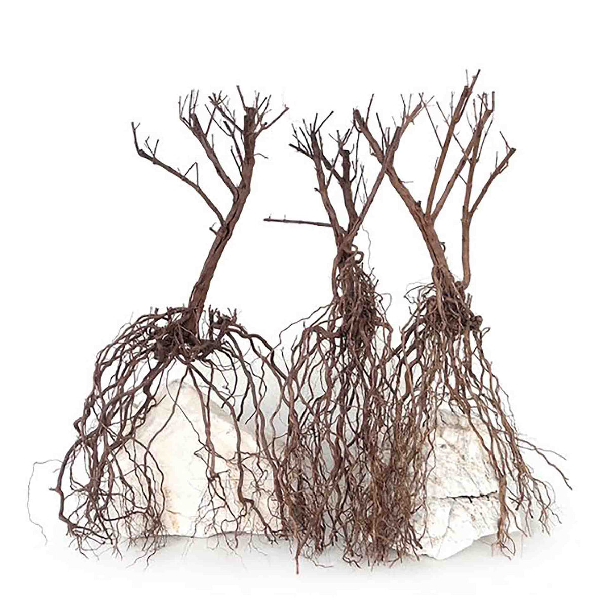 Wyld Scapes Whiskers Wood - In Store Pick Up Only**