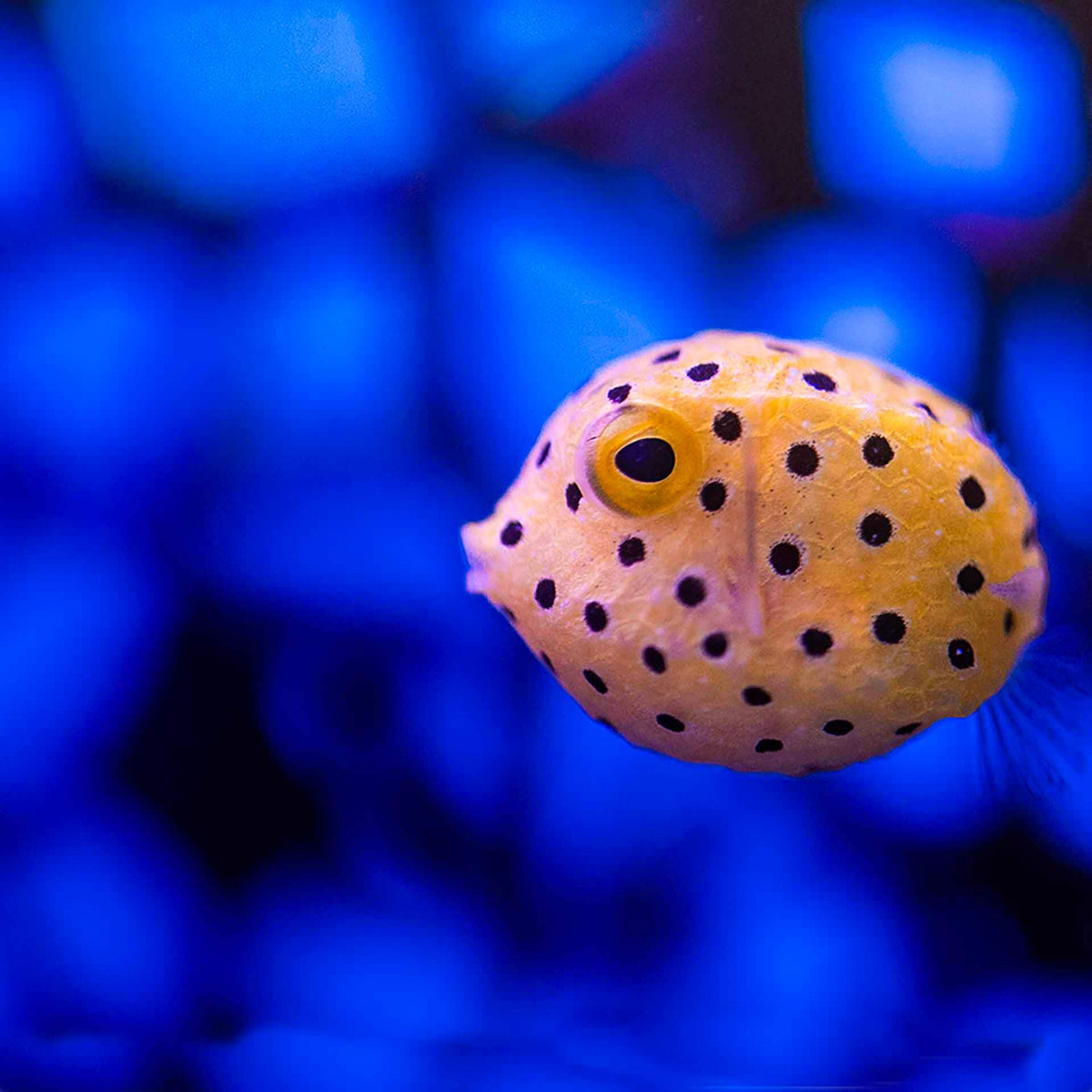 Yellow Box Fish - (No Online Purchases)