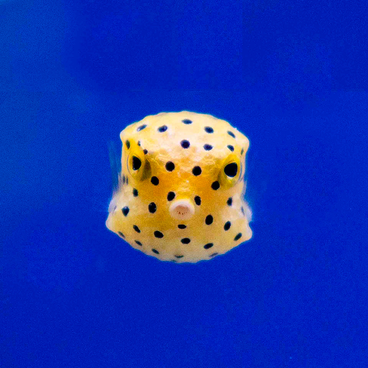 Yellow Box Fish - (No Online Purchases)
